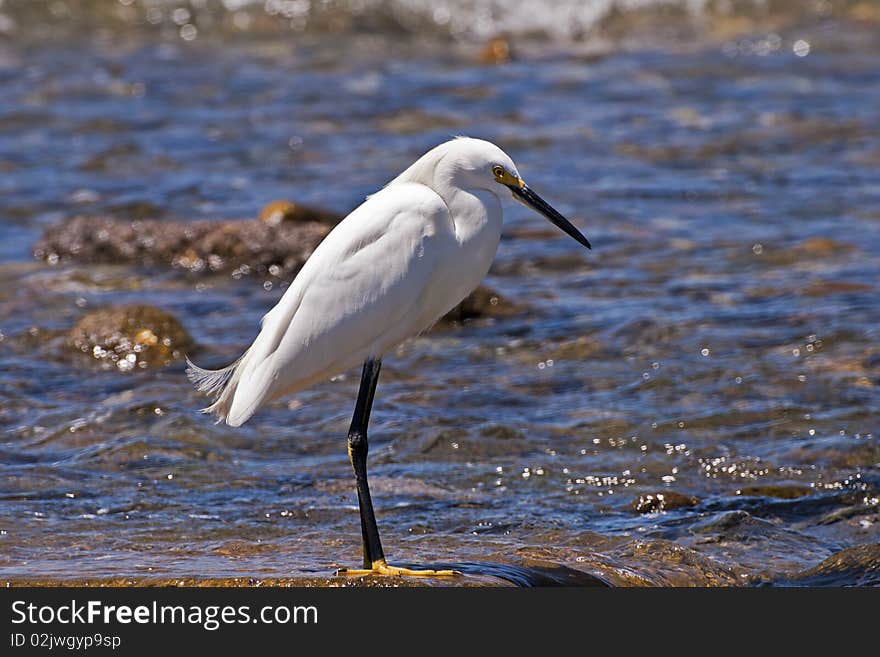 White egret standing in shallow water