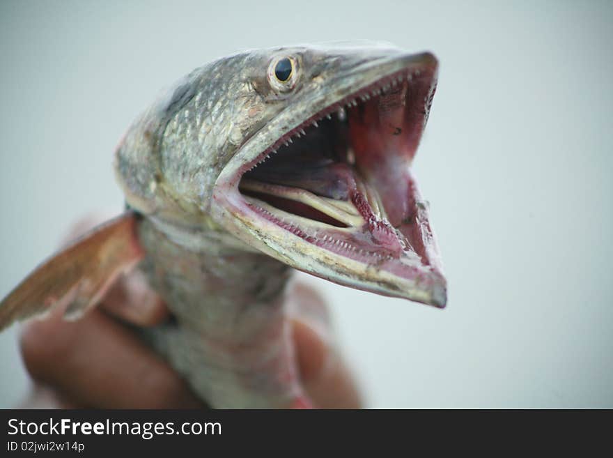 Pacific Ocean's fish with open mouth. Pacific Ocean's fish with open mouth