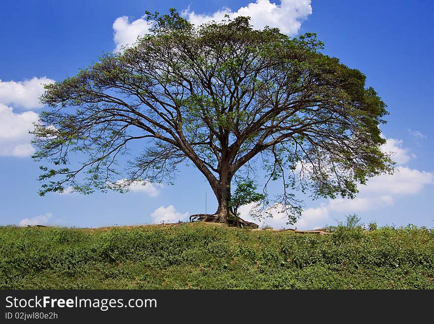 Big tree with sky background