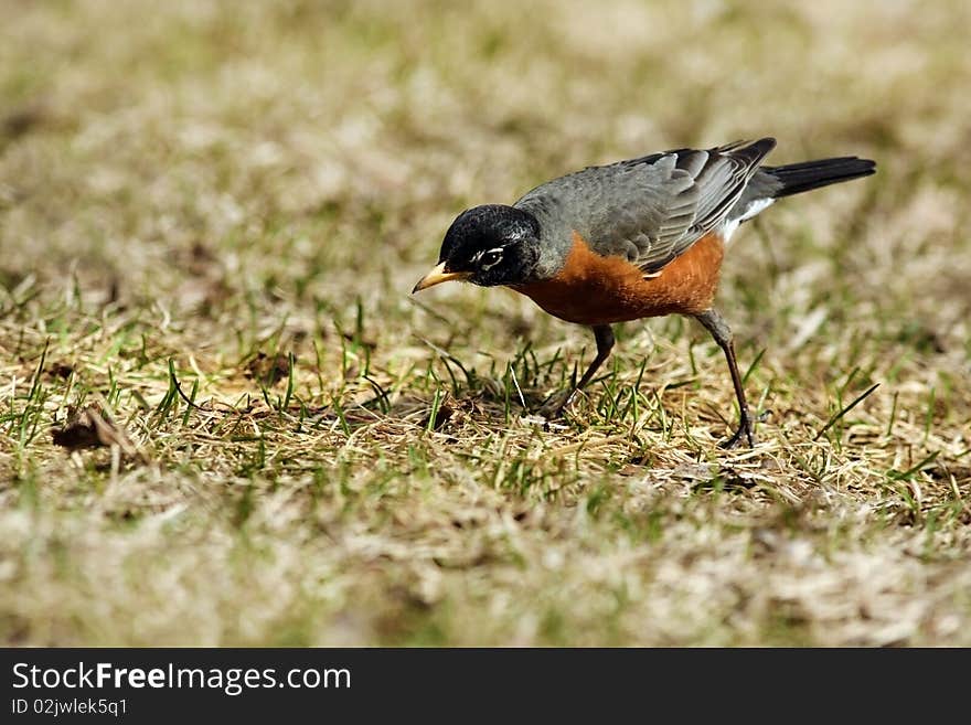 An American Robin in the spring pauses and intently listens. An American Robin in the spring pauses and intently listens.