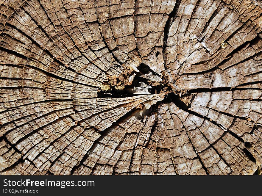 Texture of an old tree section close-up