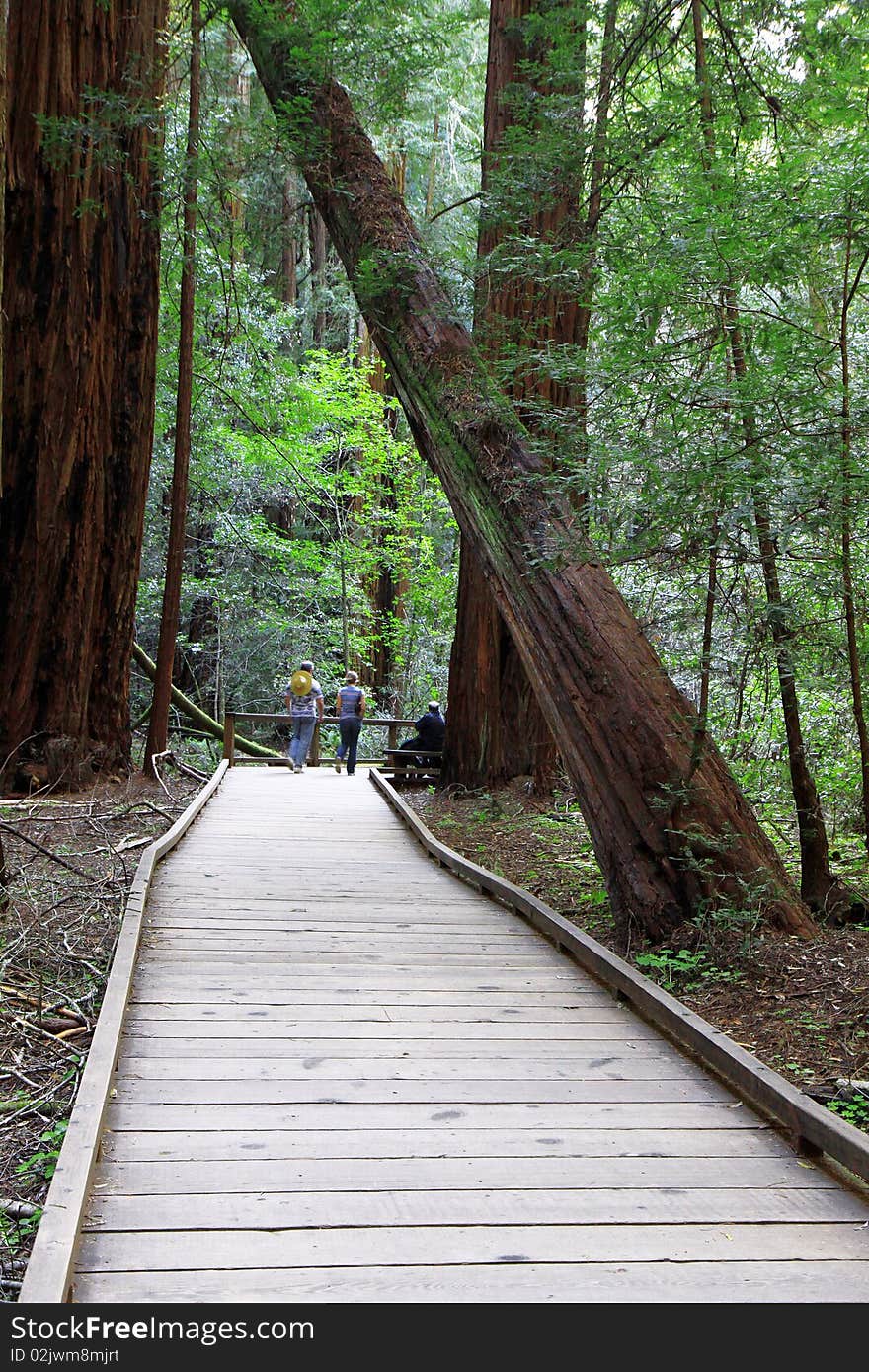 Forest path on national park in spring time. Forest path on national park in spring time