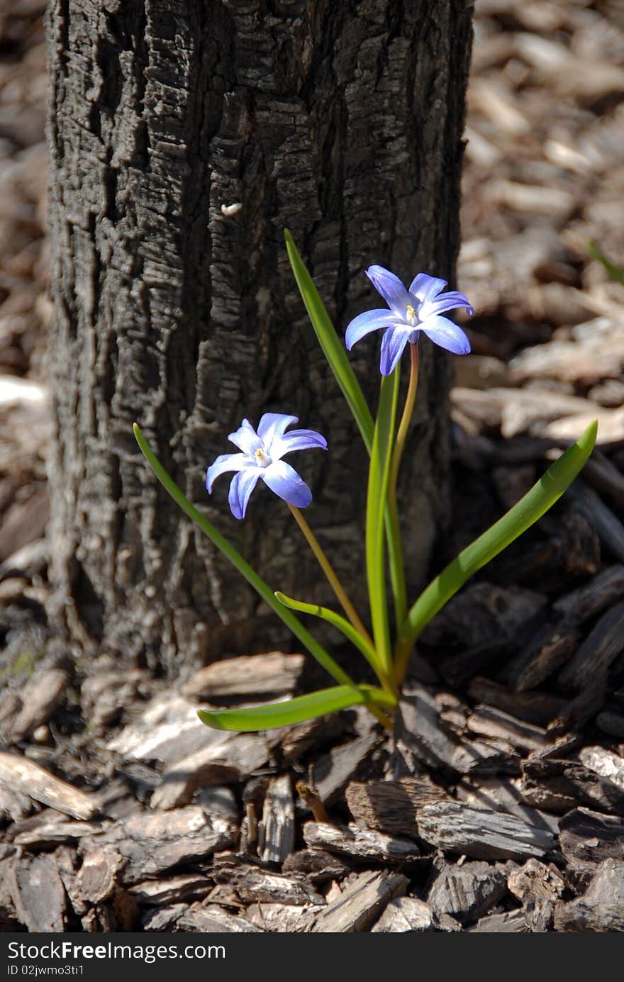 Blue Flowers in Mulch Flowerbed. Blue Flowers in Mulch Flowerbed