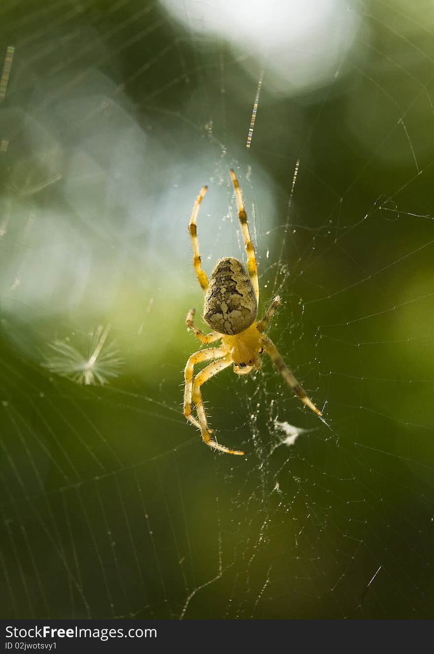 Macro shot of spider in the net against blur green background