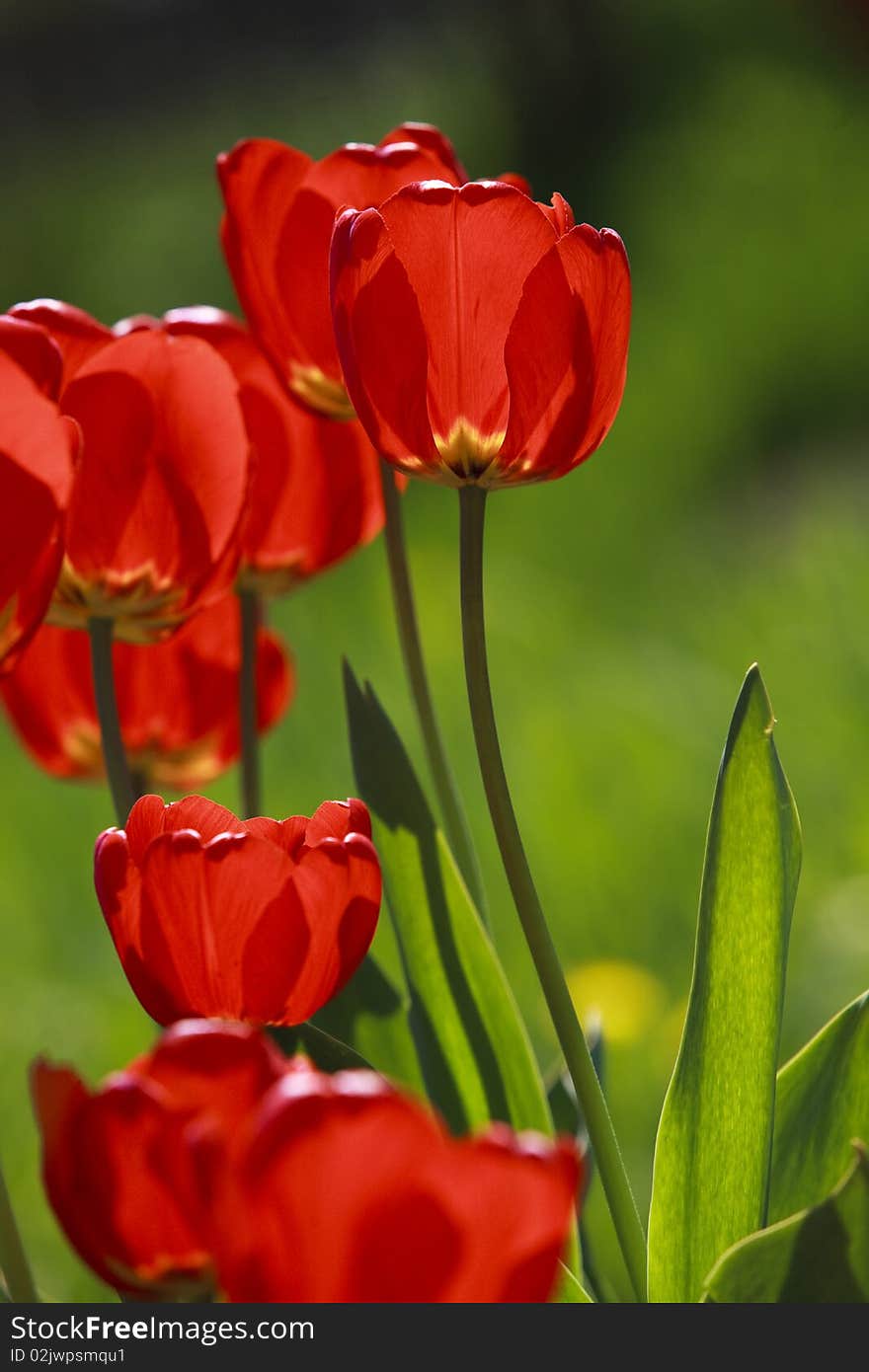 Red tulips