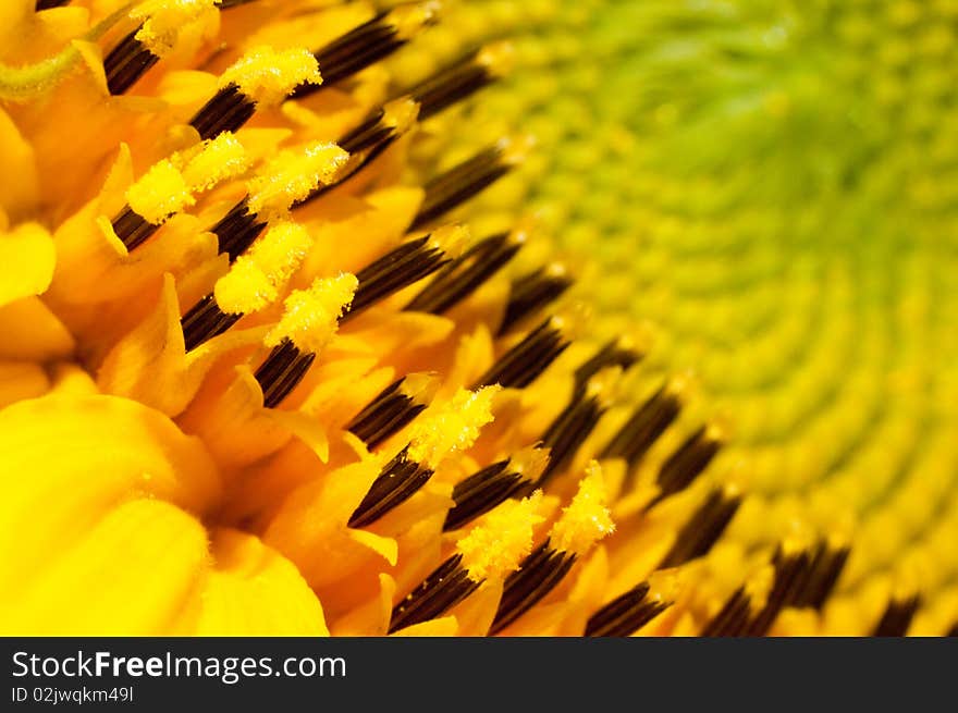 A close up photograph of a sunflower. The black parts will eventually grow into the sunflower seeds. Taken in my garden. A close up photograph of a sunflower. The black parts will eventually grow into the sunflower seeds. Taken in my garden