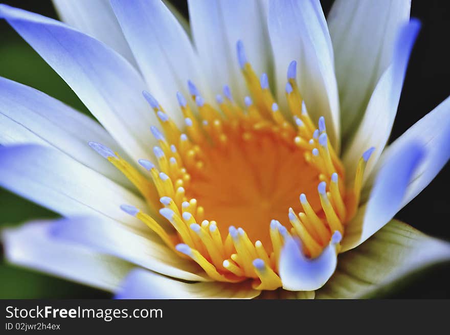 A Closeup view of a blue petal lotus. A Closeup view of a blue petal lotus