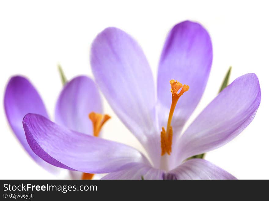 Close-up of lilac spring crocus over white backgraund