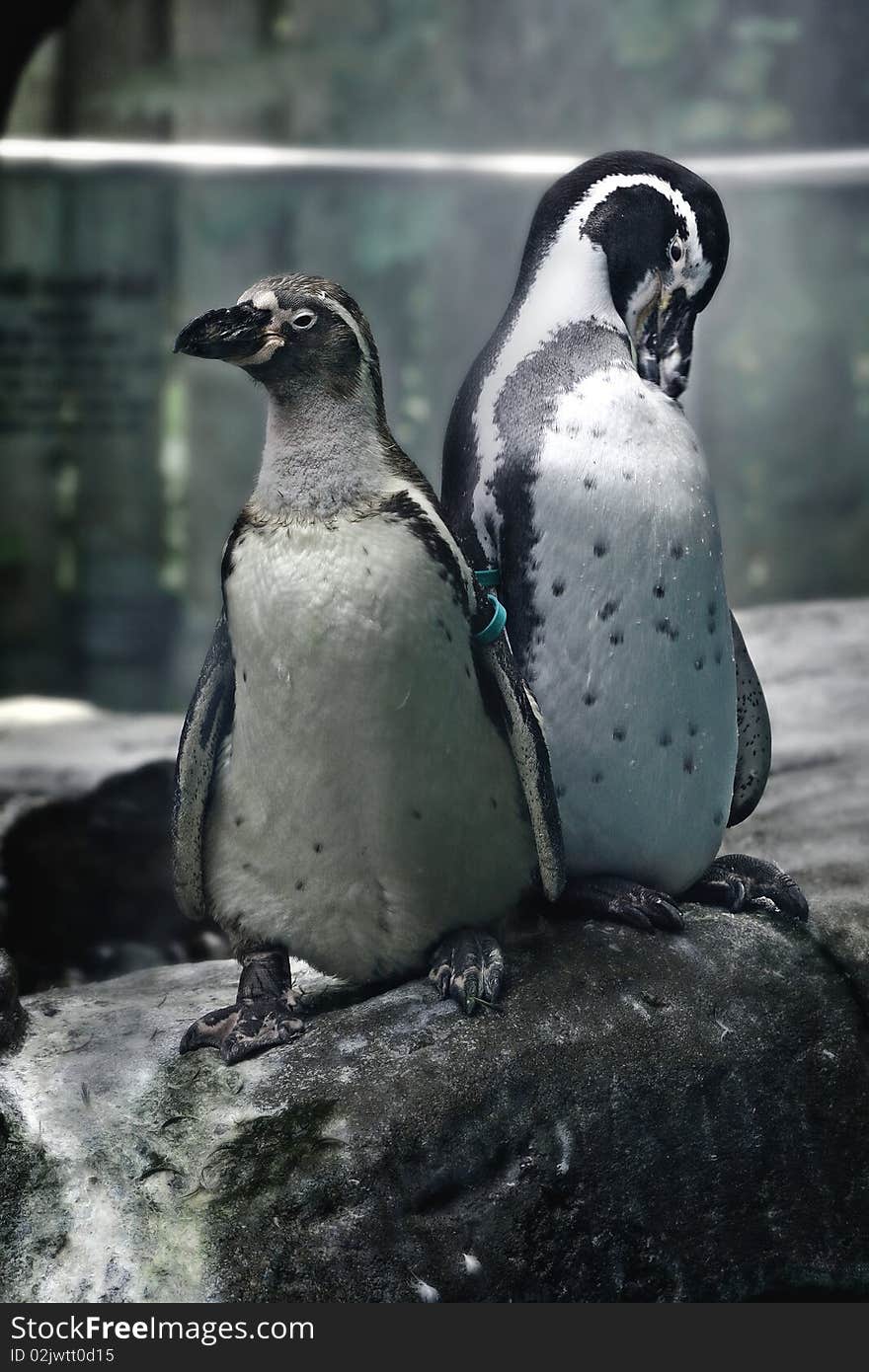 Penguins