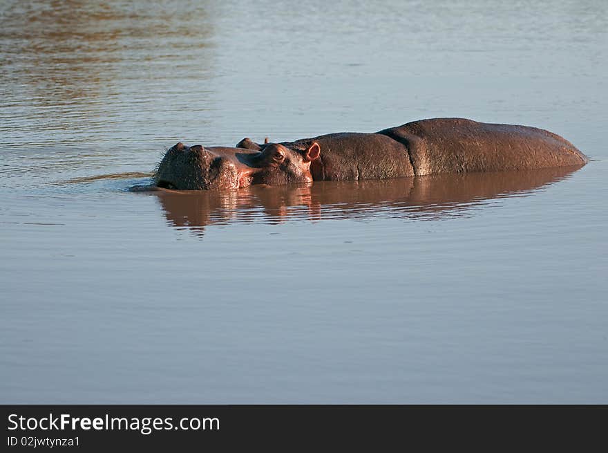 Hippo (Hippopotamus amphibius) in the water