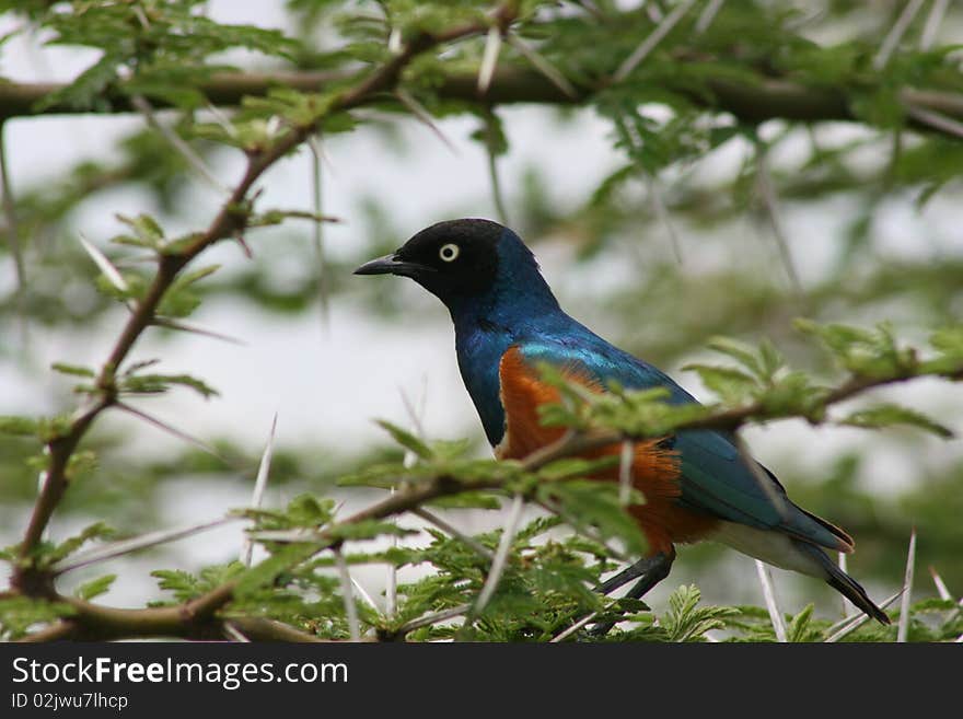 Africa, Lake NDUTU,superb starling