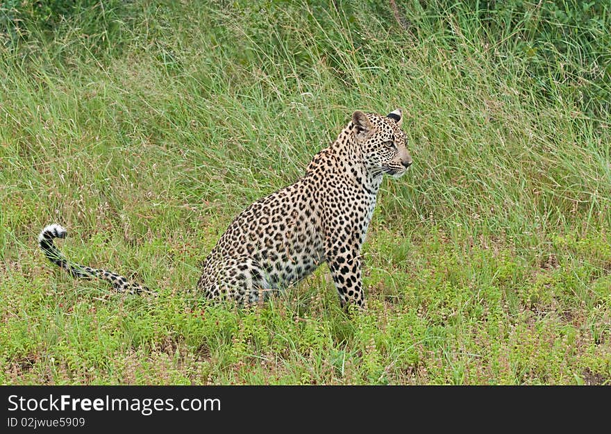 Leopard cub in the long grass of Africa