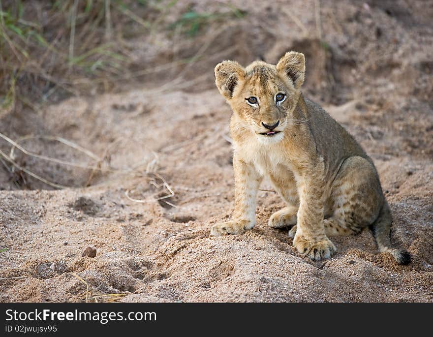 Lion cub sitting alert in the wild