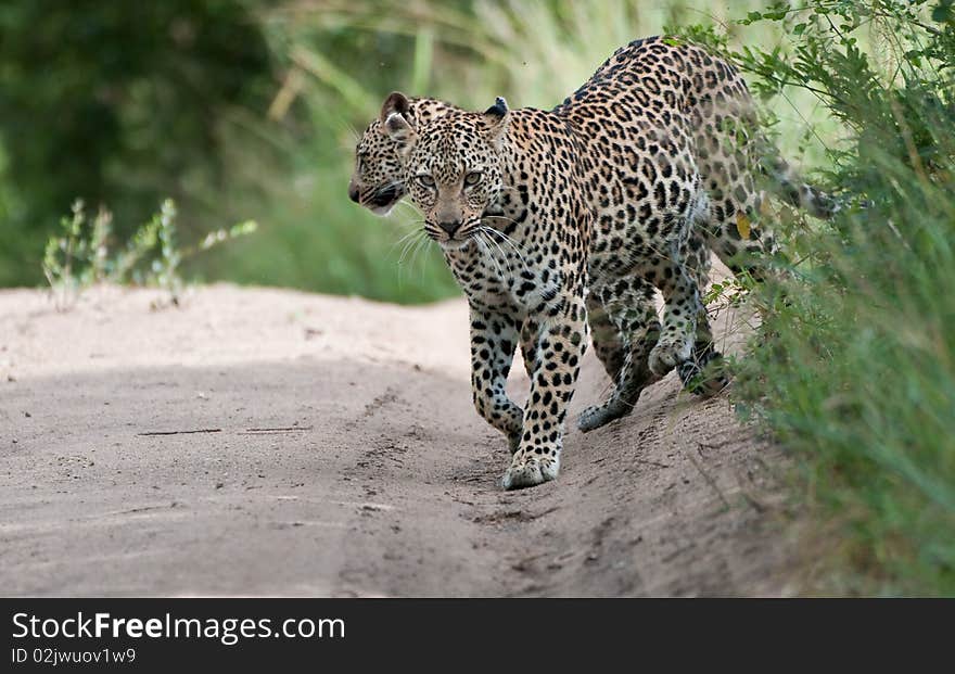 Leopard mother and cub