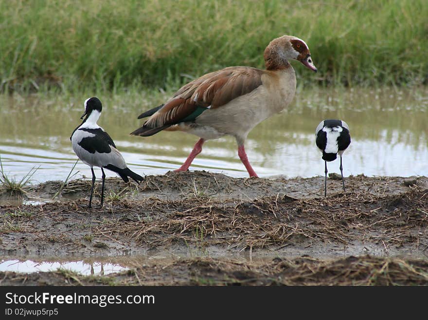 Africa, Lake Manyara, close -up goose Egyptian,in the lake basin. Africa, Lake Manyara, close -up goose Egyptian,in the lake basin