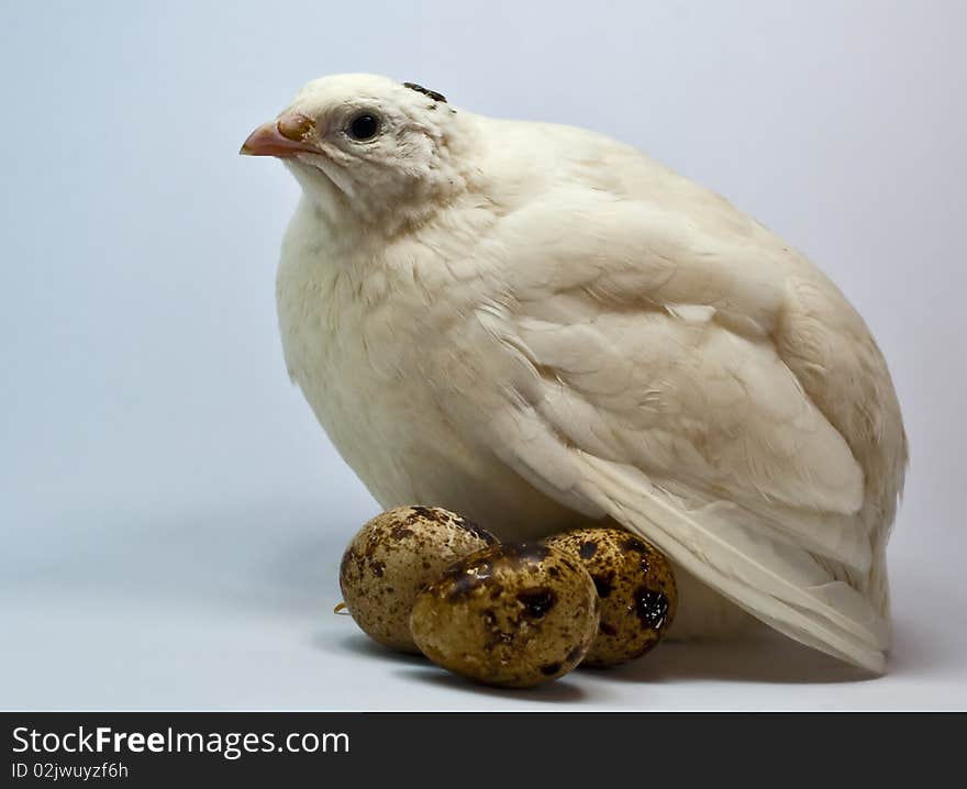 White quail with eggs