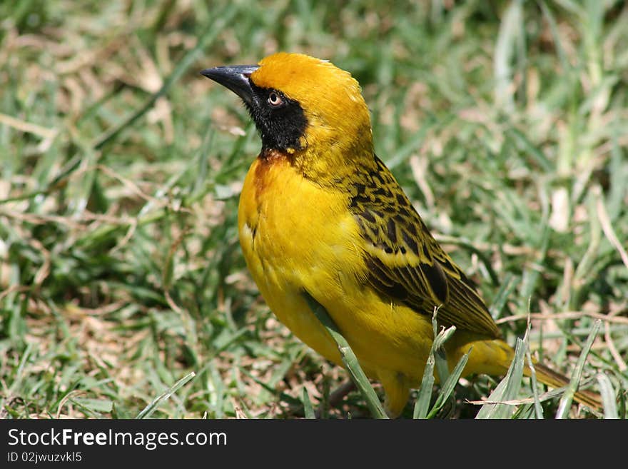 Africa, Seronera, weaver bird of the savannah. Africa, Seronera, weaver bird of the savannah