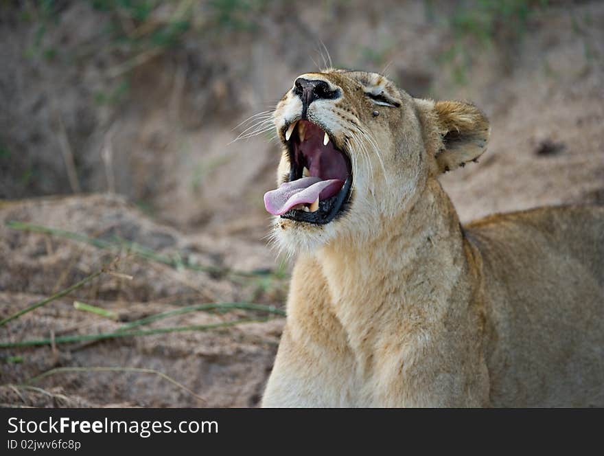 Lioness Yawning After A Long Day In Africa