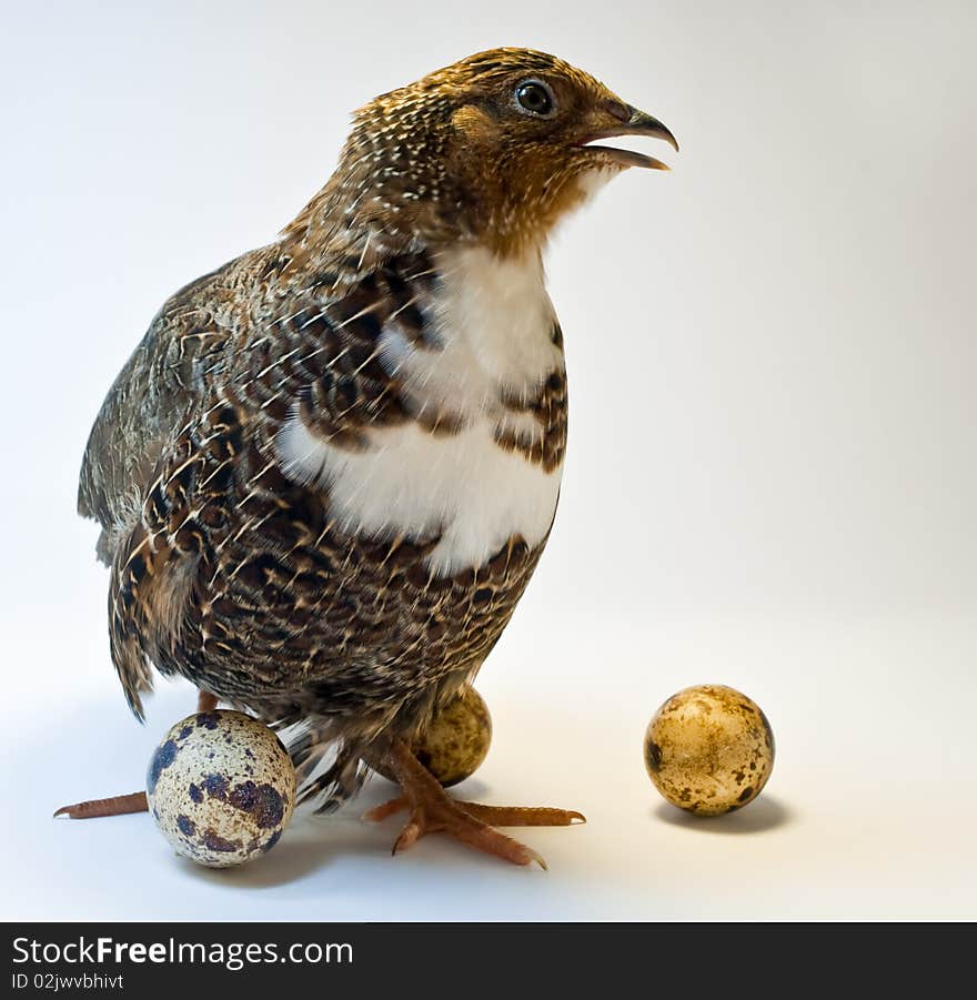 Smocking Quail With Eggs