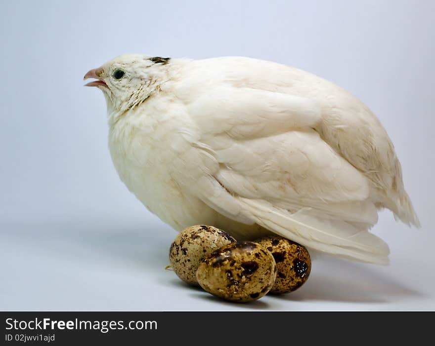 White quail with eggs