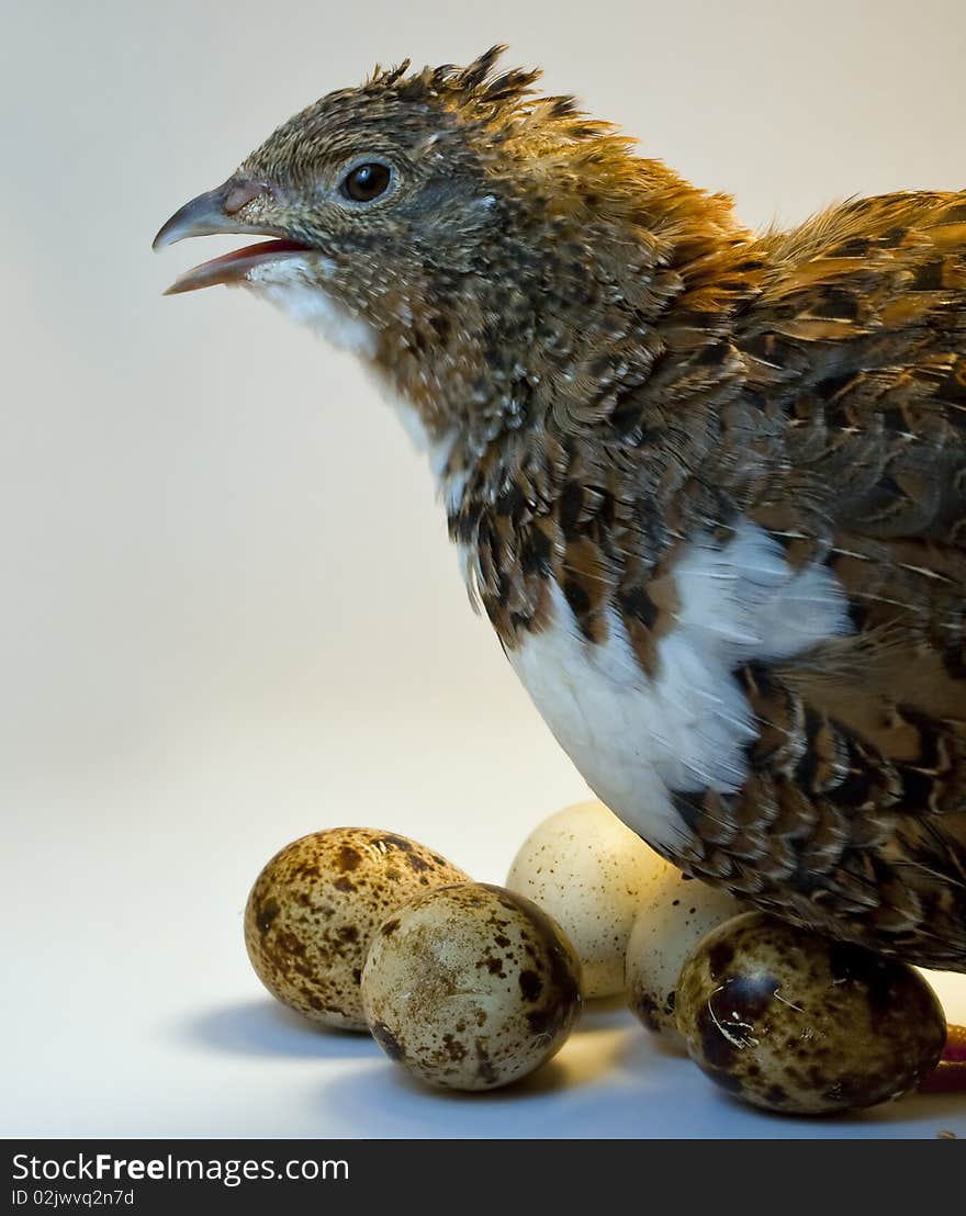 Smocking Quail With Eggs