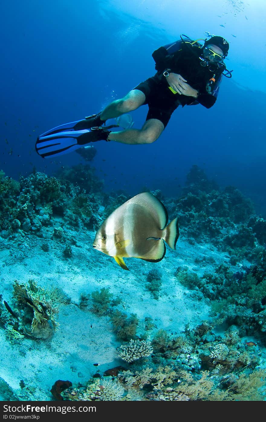 Scuba diver looking at Bat fish in red sea