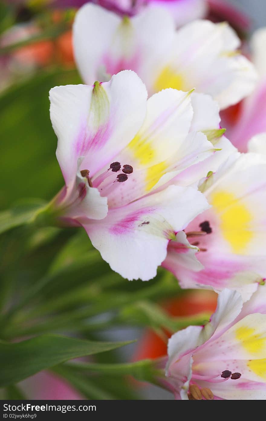 Alstroemeria flowers