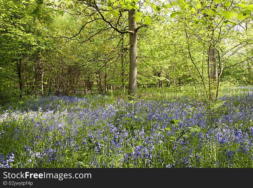 Bluebells in spring