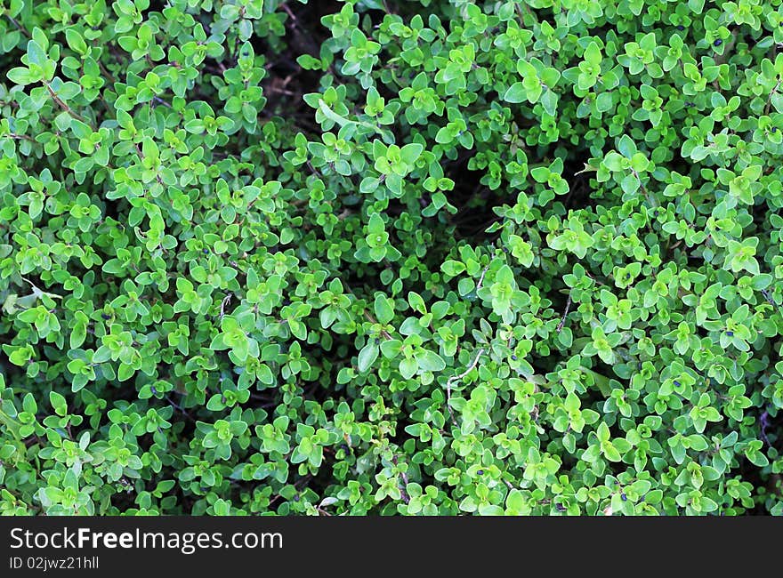 A closeup of thyme growing in the garden. A closeup of thyme growing in the garden.