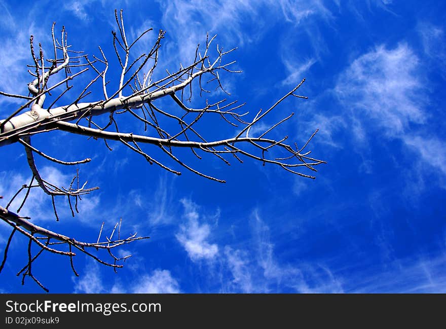 Looking up from below a bare tree on a sunny Winter's day (South Australia). Looking up from below a bare tree on a sunny Winter's day (South Australia).