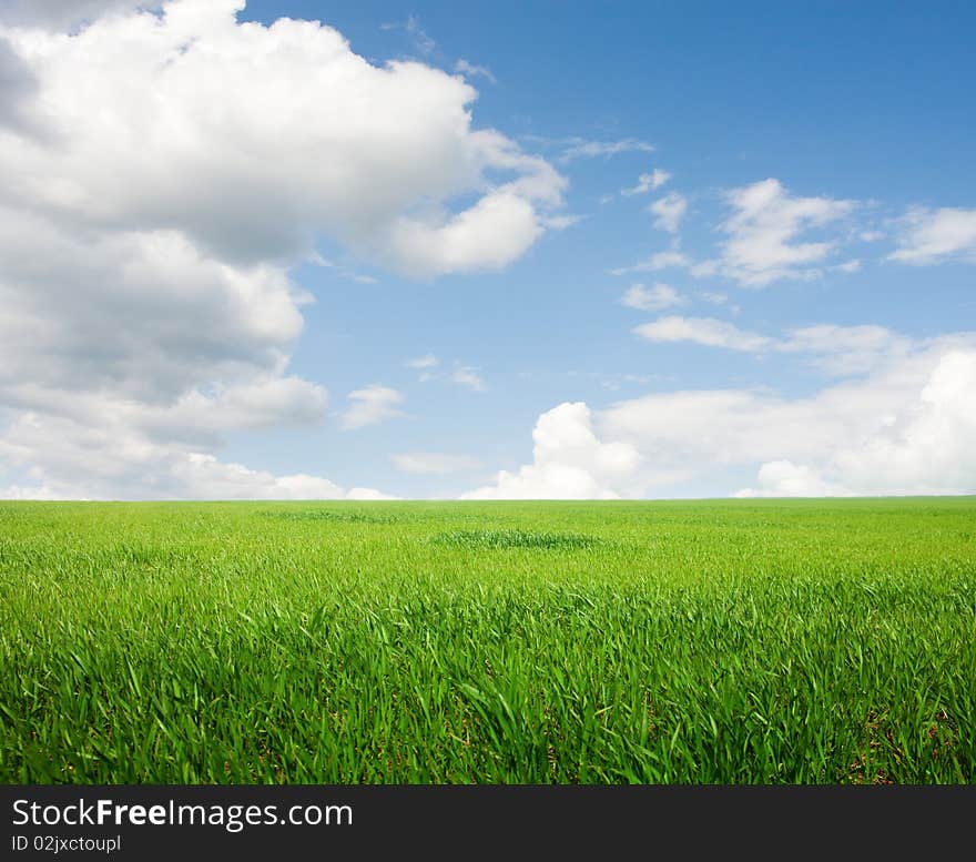 Green grass on the sky background. Green grass on the sky background