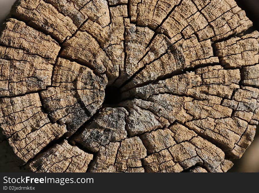 A well aged and wheathered tree stump from a Fig tree