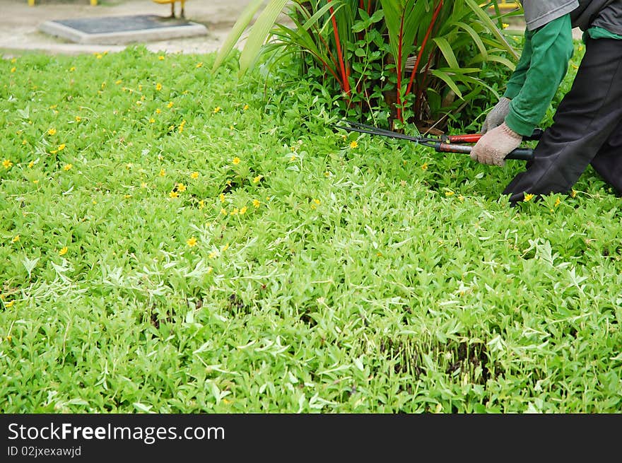 Cutting Flower