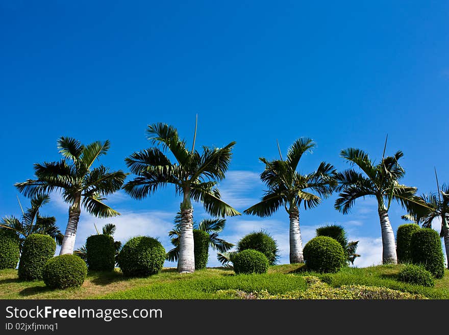 Palm Trees