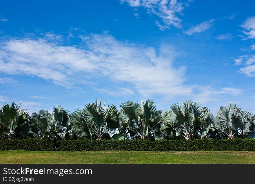 A garden in Chiang Mai North of Thailand. A garden in Chiang Mai North of Thailand