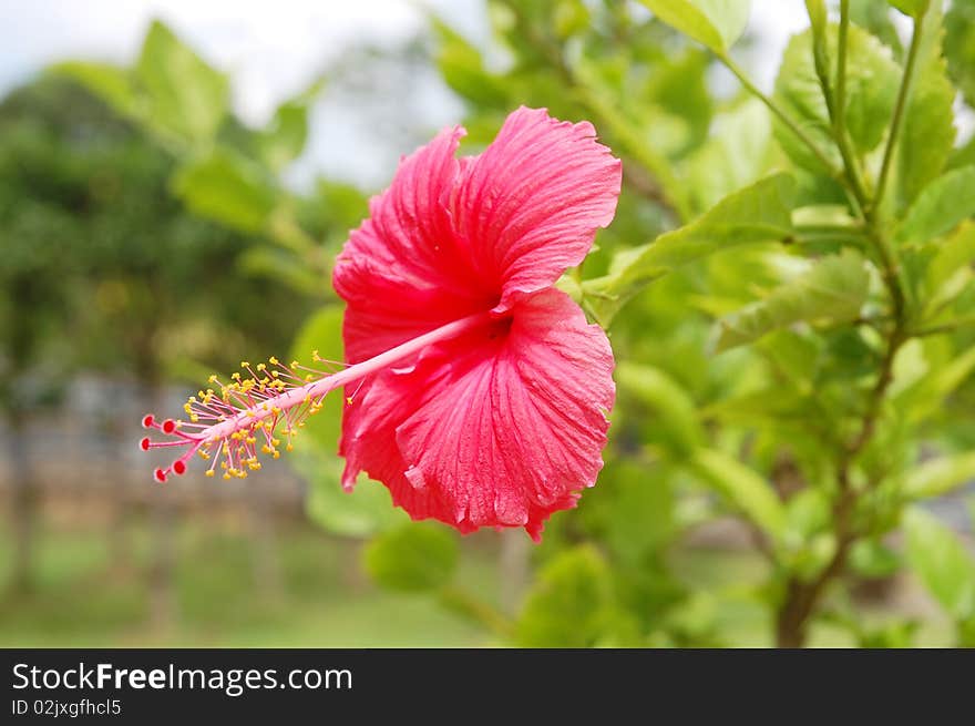 Close up of hibuscus on the garden