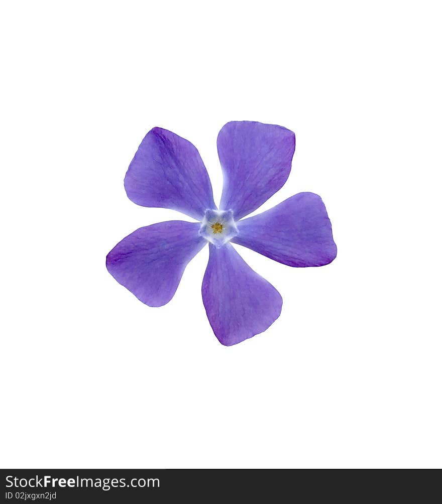 Periwinkle on a white background