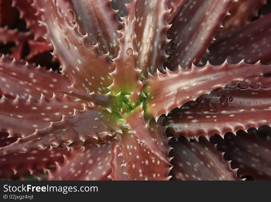 Aloe dorothiae