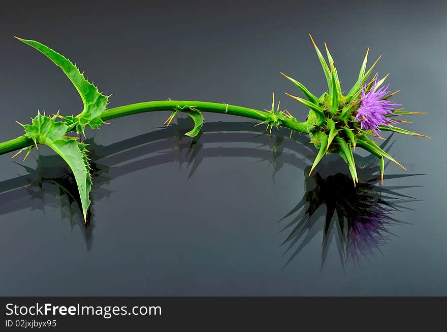 Prickly plant with flower and leaf photographed against a black background with reflection. Prickly plant with flower and leaf photographed against a black background with reflection