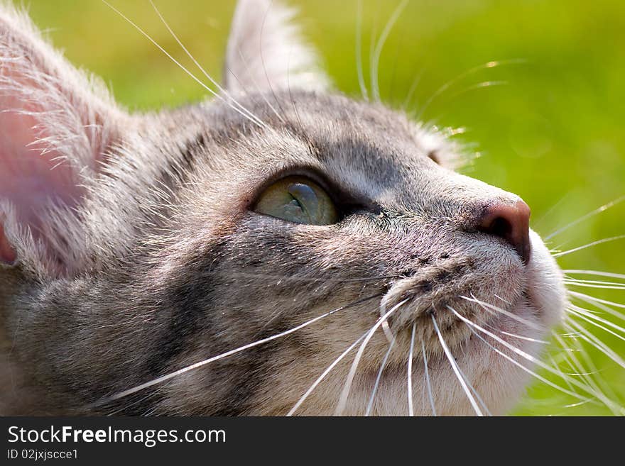 A portrait of a kitten staring at the sky. A portrait of a kitten staring at the sky