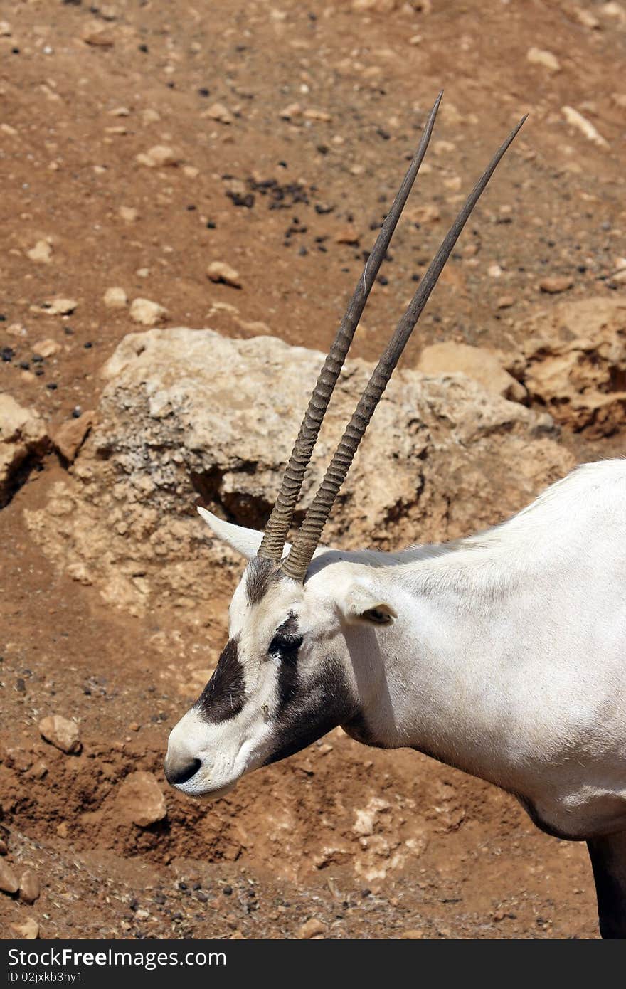 Oryx  head with blurred ground and rocks  background