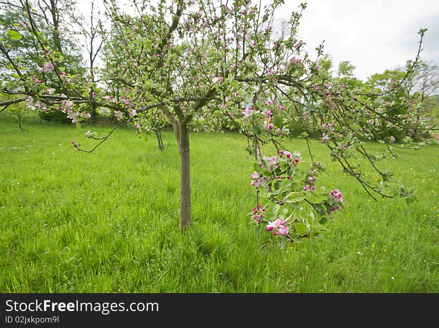 Details of a blossoming apple tree. Details of a blossoming apple tree