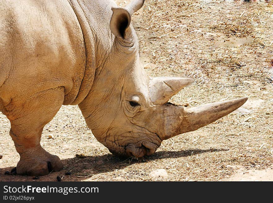 Rhinoceros eating , Rhinoceros head in close up while doing eating activity