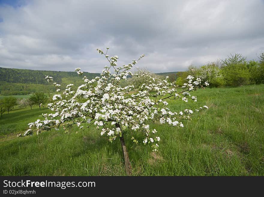 Details of a blossoming apple tree. Details of a blossoming apple tree