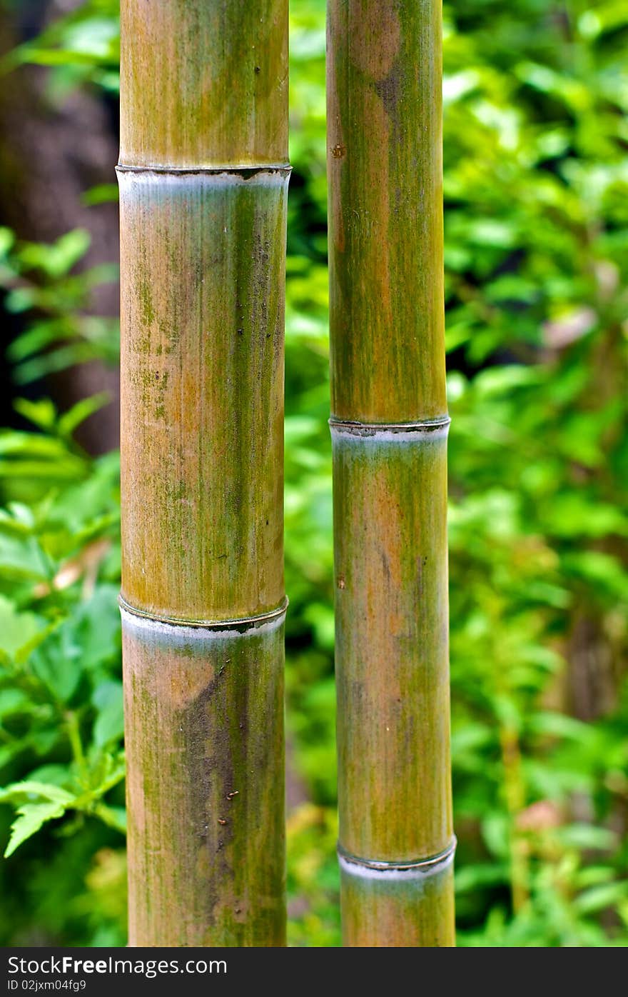 Bamboo shoots found in a Shinto temple