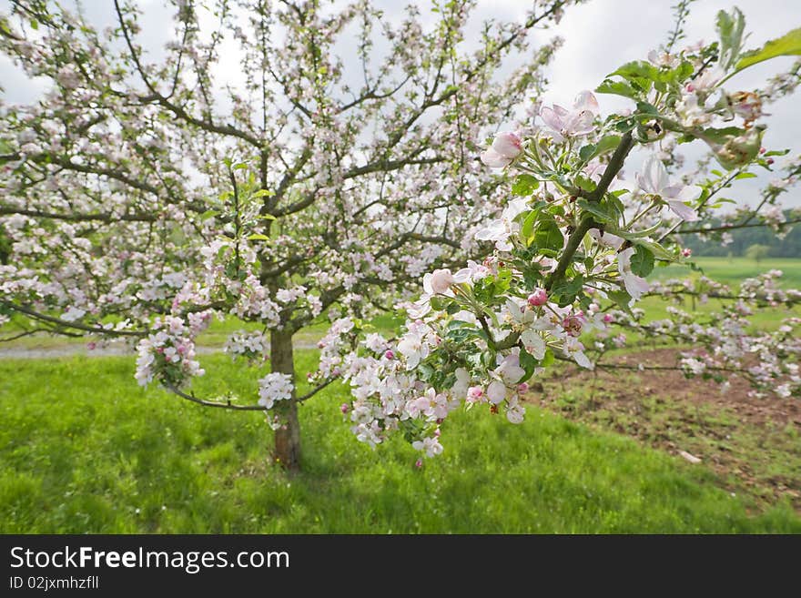 Details of a blossoming apple tree. Details of a blossoming apple tree