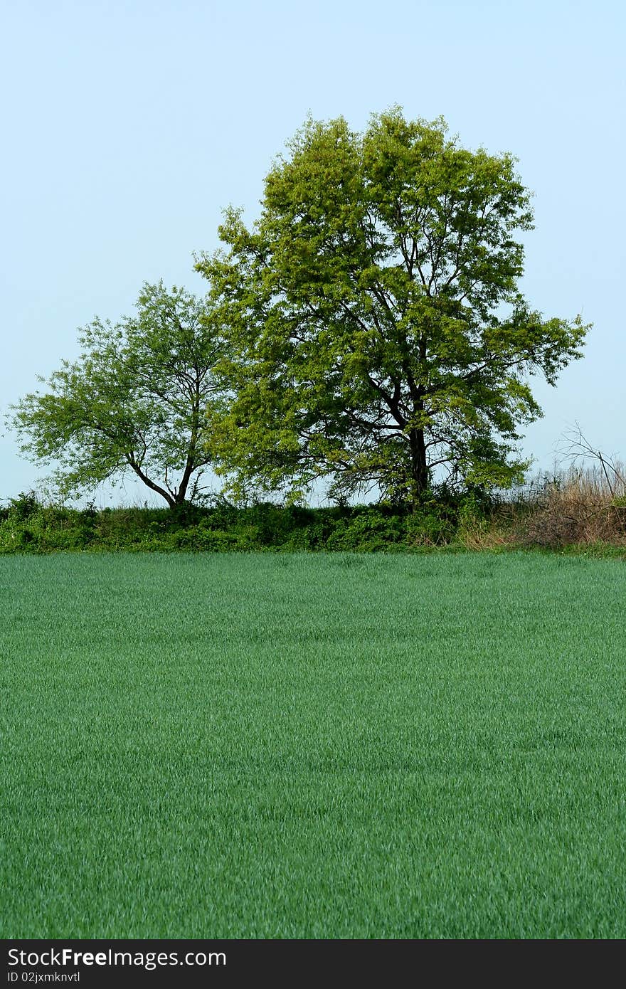 Two trees at the edge of a grassy field. Two trees at the edge of a grassy field