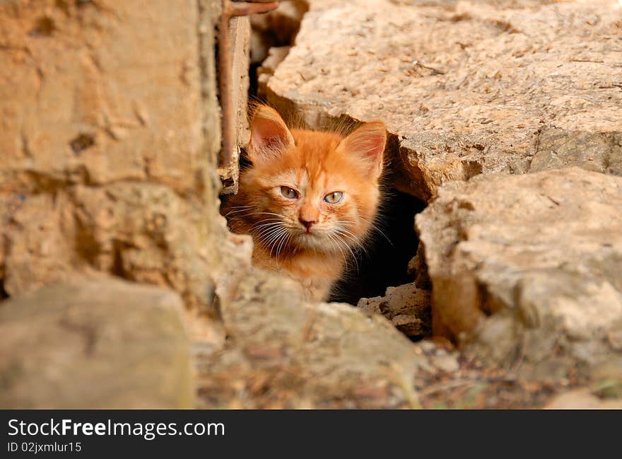 A little curious kitten peeking out of the hole under the house