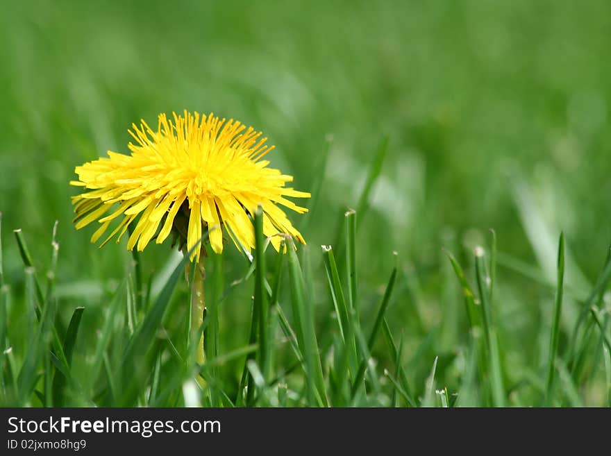 Yellow dandelion in grass