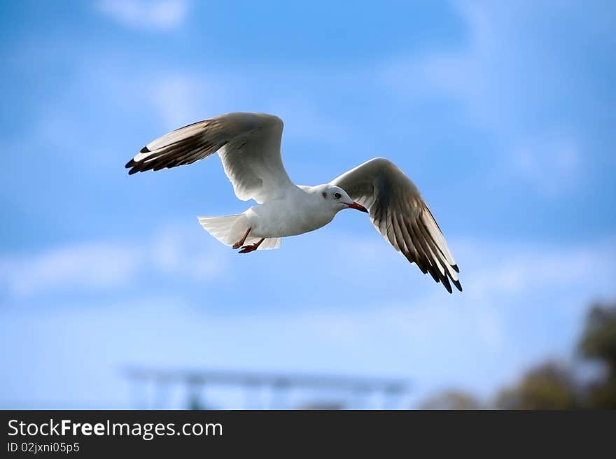 Flying seagull against the blue sky